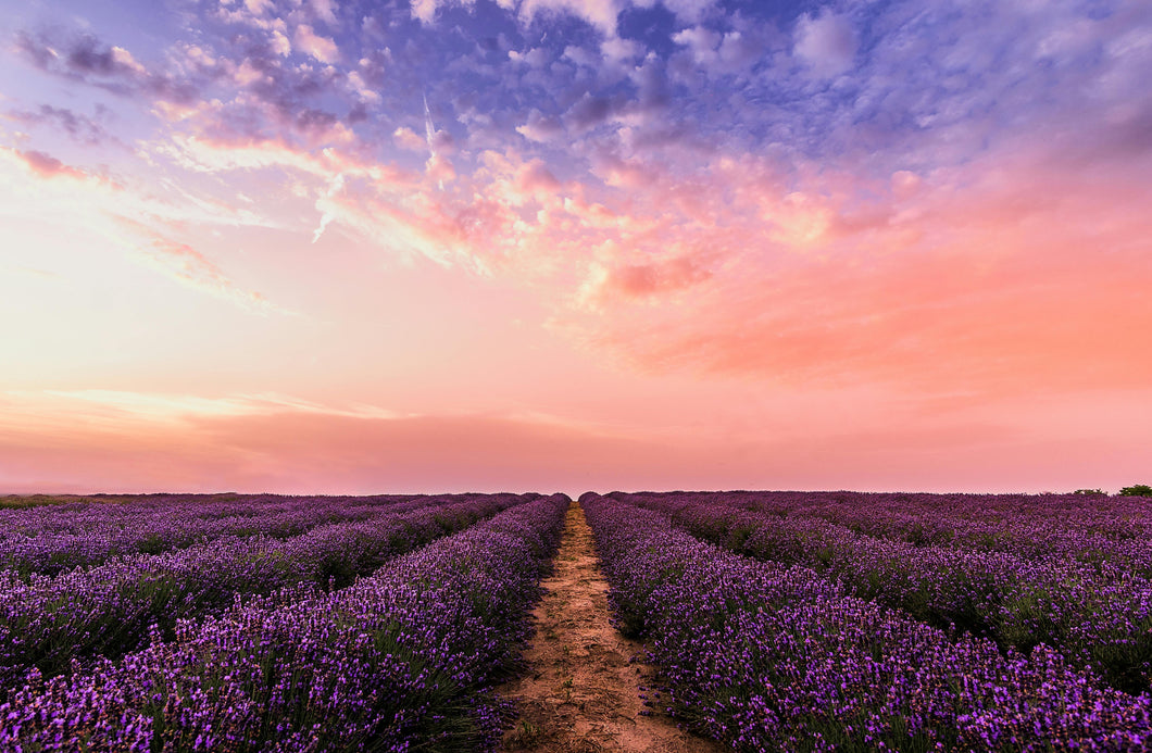 Lavender Summer Candle